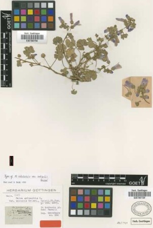 Malva sylvestris L. var. socialis Griseb.[holotype]