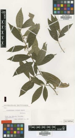 Alsodeiopsis zenkeri Engl. [syntype]