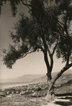 Olivenbaum (Olea europaea), auch Echter Ölbaum in Bordighera