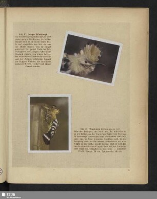 Bild 82: Junger Wiedehopf - Bild 81: Wiedehopf (Upupa epops [L.])