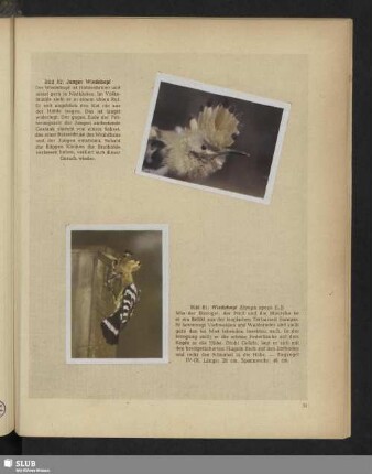 Bild 82: Junger Wiedehopf - Bild 81: Wiedehopf (Upupa epops [L.])