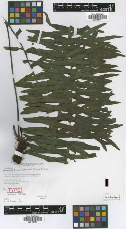 Pecluma perpinnata M.Kessler & A.R.Sm. [paratype]