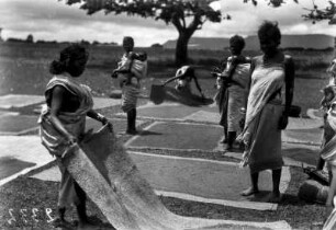 Getreidetrocknen (Deutsche Indien-Expedition 1926/1929 - 6. Nordindien)