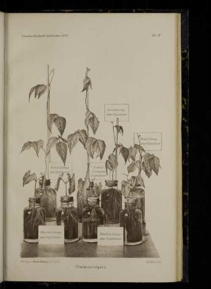 Taf. III. Phaseolus vulgaris.