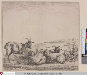 [Two Goats and three Sheep ; Goats and Sheep; Le troupeau de moutons et chevres; Zwei Ziegen und drei Schafe]