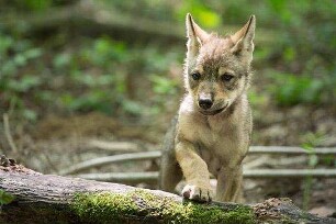 Unsere Wildnis