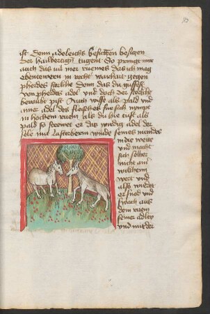 Pferd und Maulesel