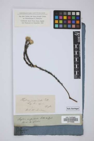 Phylica cuspidata Eckl. & Zeyh.
