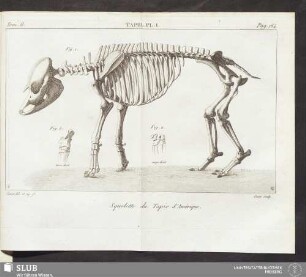 Tapir. Pl. I. Squelette du Tapir d'Amérique