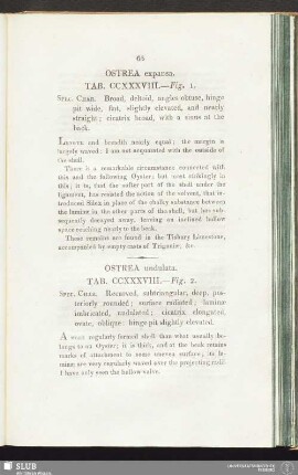Ostrea undulata. Tab. CCXXXVIII. — Fig. 2