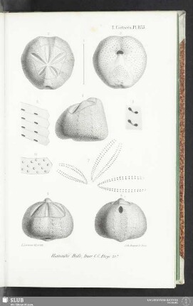 Pl. 873