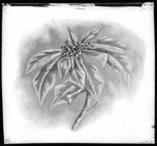 Poinsettia Blossom