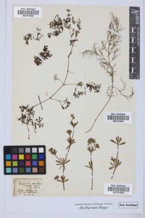 Asperula