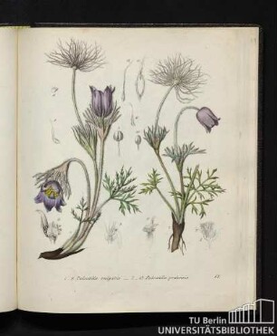 1. - 6. Pulsatilla vulgaris. / 7. - 13. Pulsatilla pratensis.