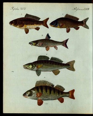 Teutsche Fluss-Fische.