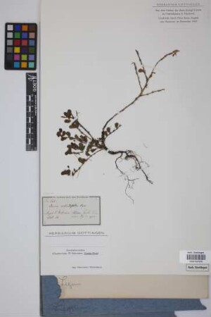 Cassia rotundifolia Pers.