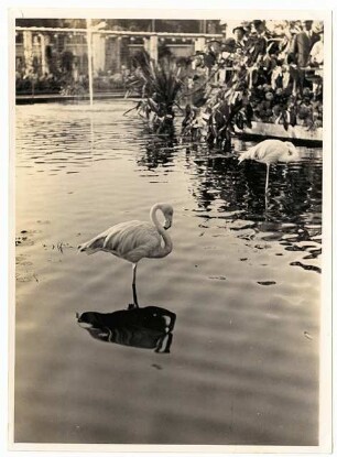 Gartenschau Sommerblumen am Funkturm, Berlin: Flamingos im Wasserbecken