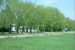 Pappelallee am Ortsrand