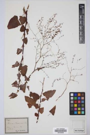 Rumex maderensis Lowe