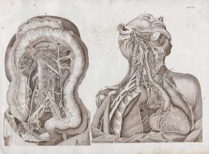 Die Nerven am Halse und des Herzens von vorn
