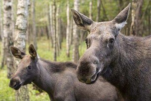 Unsere Wildnis