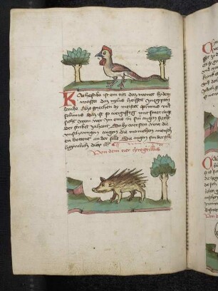 Tier "Cathesaba"; Tier "Cyrogrillus"; (Teil III A: Von den Tieren, die auf der Erde gehen)