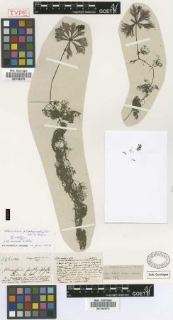 Utricularia porphyrophylla Wright ex Griseb. [lectotype]