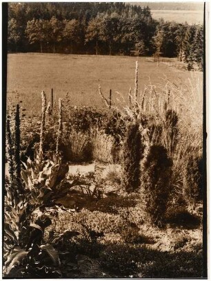 Garten von Bauer, Rhode: Pflanzungen