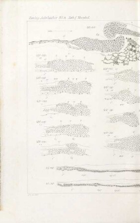 Zoologische Jahrbücher. Abteilung für Anatomie und Ontogenie der Tiere : Zeitschr. für Systematik, Geographie u. Biologie d. Tiere. 9. 1896, [b] = Atlas