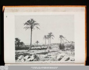 Arabische Gärten mit Dattelpalmen und Brunnen (rechts im Hintergrund) an der Küste südlich Benghasi bei Gariunes