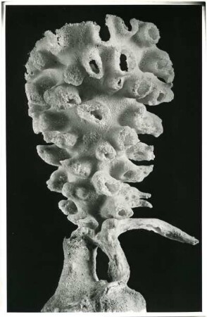 Periphragella elisae, Schwamm, Sagami Bay, Japan