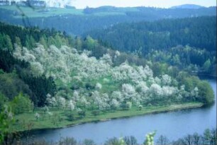 Ausgleichsbecken Burgkhammer und blühende Kirschplantage