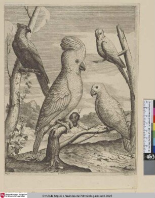 [Gelbhaubenkakadu und drei andere Papageien; Crested Cockatoo and three other Parrots]