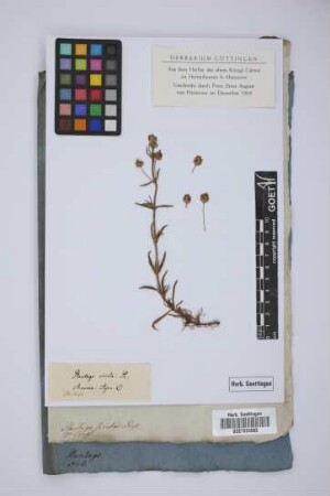 Plantago sicula Presl