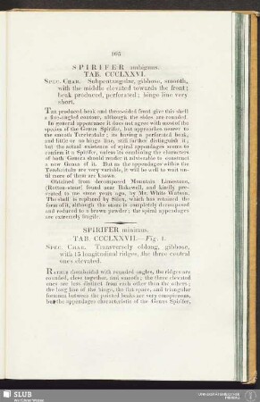 Spirifer minimus. Tab. CCCL XXVII. - Fig. 1