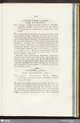 Spirifer minimus. Tab. CCCL XXVII. - Fig. 1