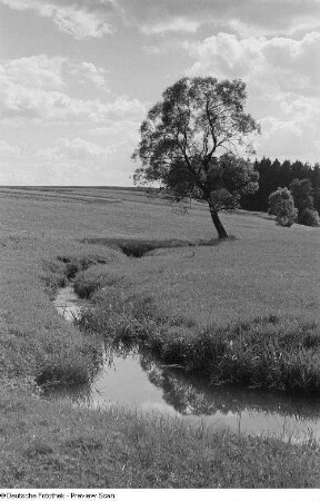 Blick auf eine Wiesenlandschaft mit Bach