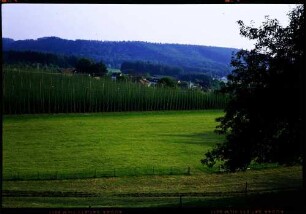Steinenbach: Hopfenanbaugebiet, Tettnang, im Argental