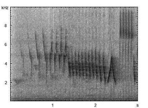 Buchfink | Fringilla coelebs - Gesang