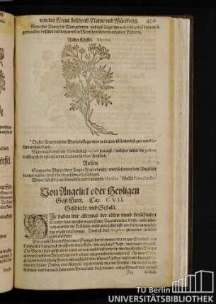 Cap. CVII. Von Angelicht oder Heyligen Geist Wurz.