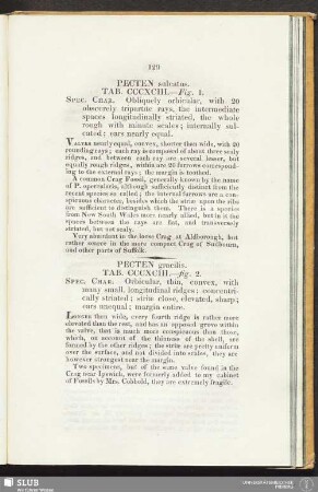 Pecten sulcatus. Tab. CCCXCIII. - Fig. 1