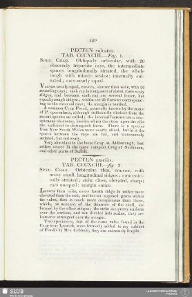 Pecten sulcatus. Tab. CCCXCIII. - Fig. 1