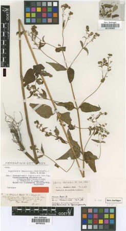 Cryphiospermum abyssinicum (Sch.Bip.) Sch.Bip. [isotype]