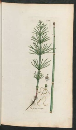 209. Equisetum arvense