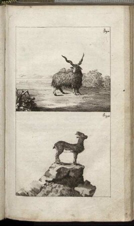 Fig. 10. - Fig. 11.