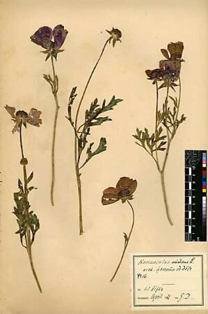 Ranunculaceae Ranunculus asiaticus Linné, Carl von (1707 - 1778) [Lifta, Me Neftoah]