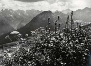 Blühende Bergblumen am Weg zum Söllerkopfmit den Allgäuer Bergen