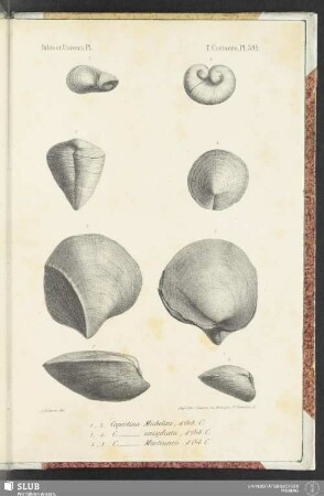 Pl. 599
