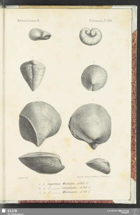 Pl. 599