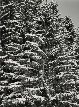Nadelwald im Winter